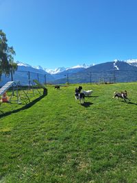 WhatsApp Image 2025-05-05 at 07.45.46