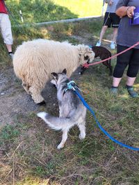 rencontre avec des animaux de ferme